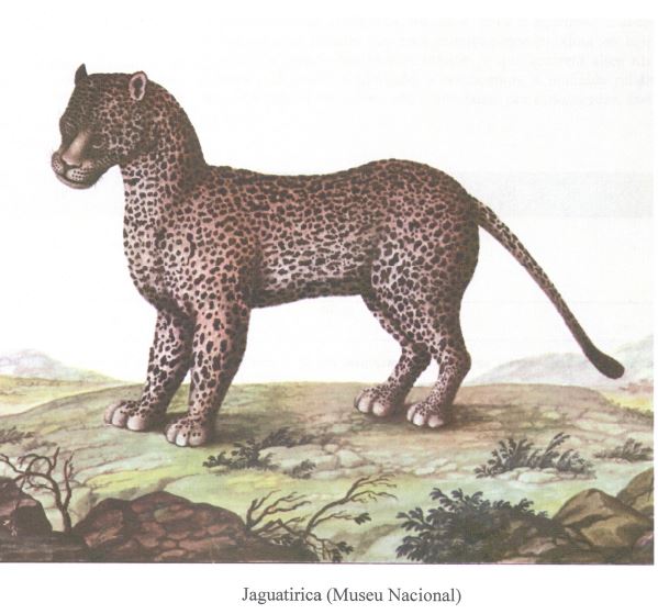 Jaguatirica MN