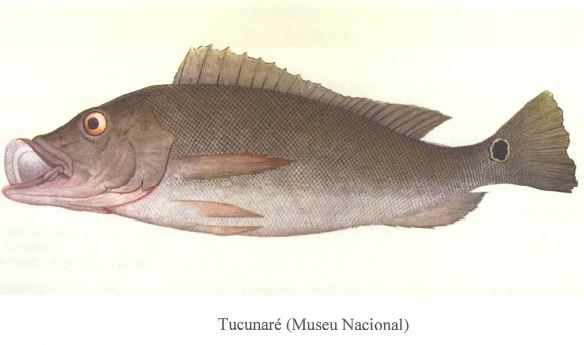 Tucunar MN